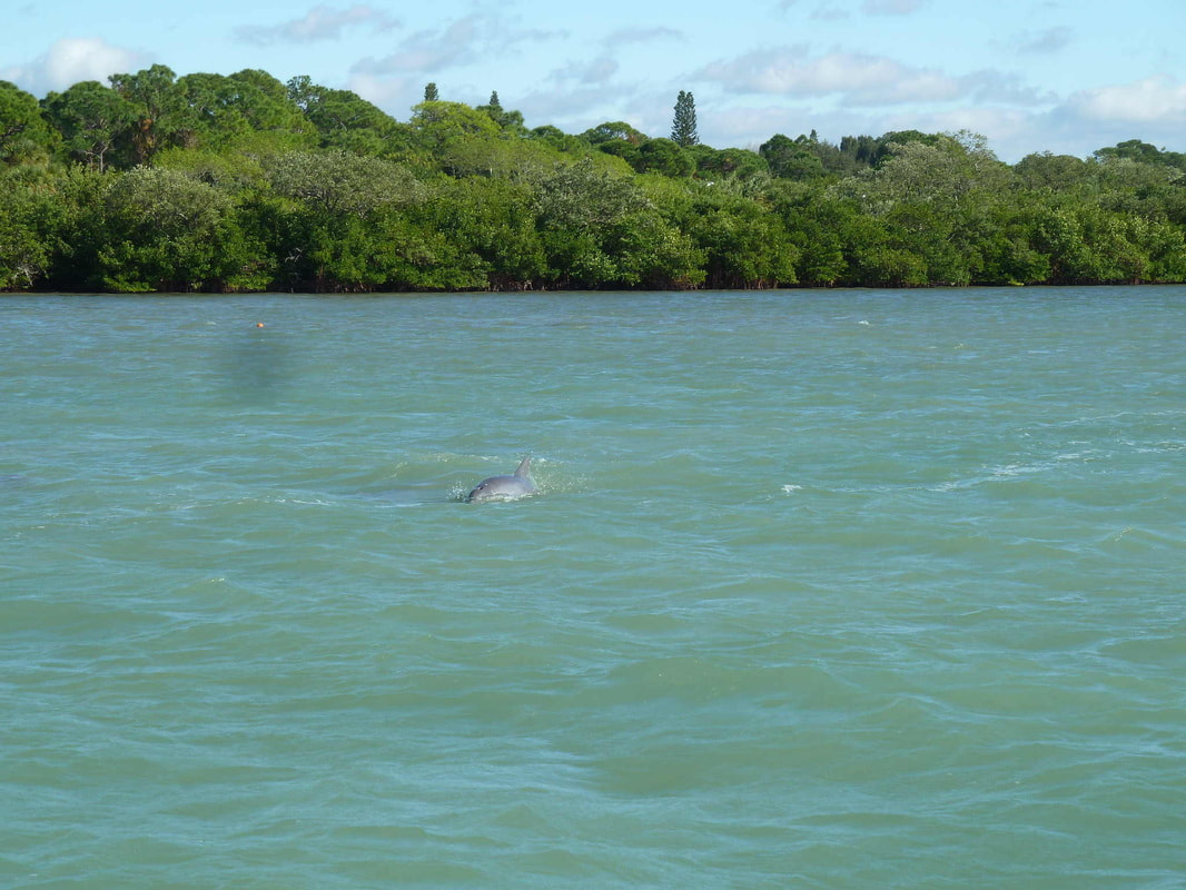 Dolphin in Lemon Bay